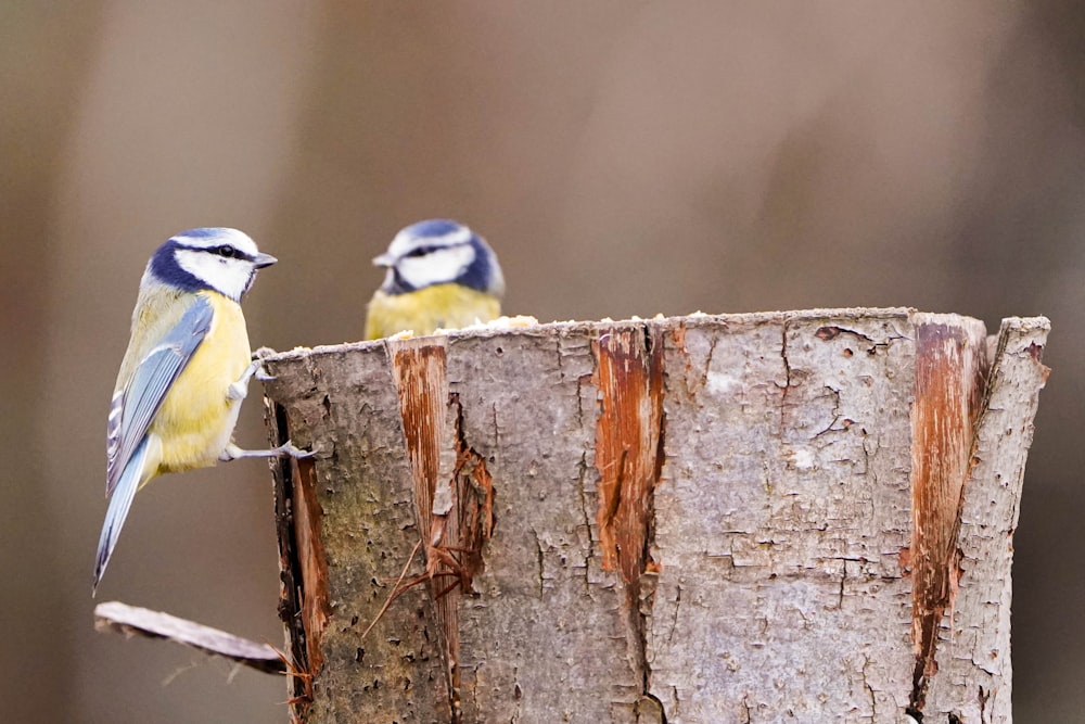 two small blue and yellow birds perched on a tree