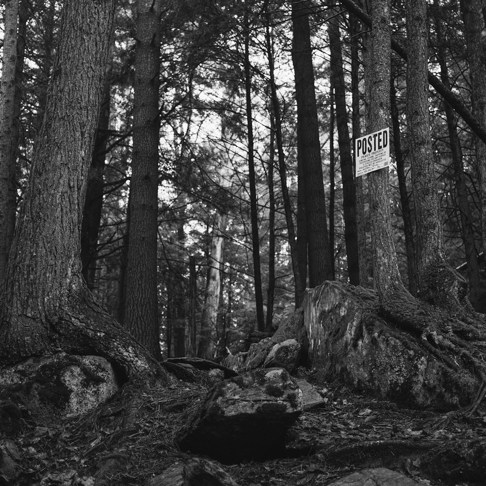 un panneau qui est sur un arbre dans les bois