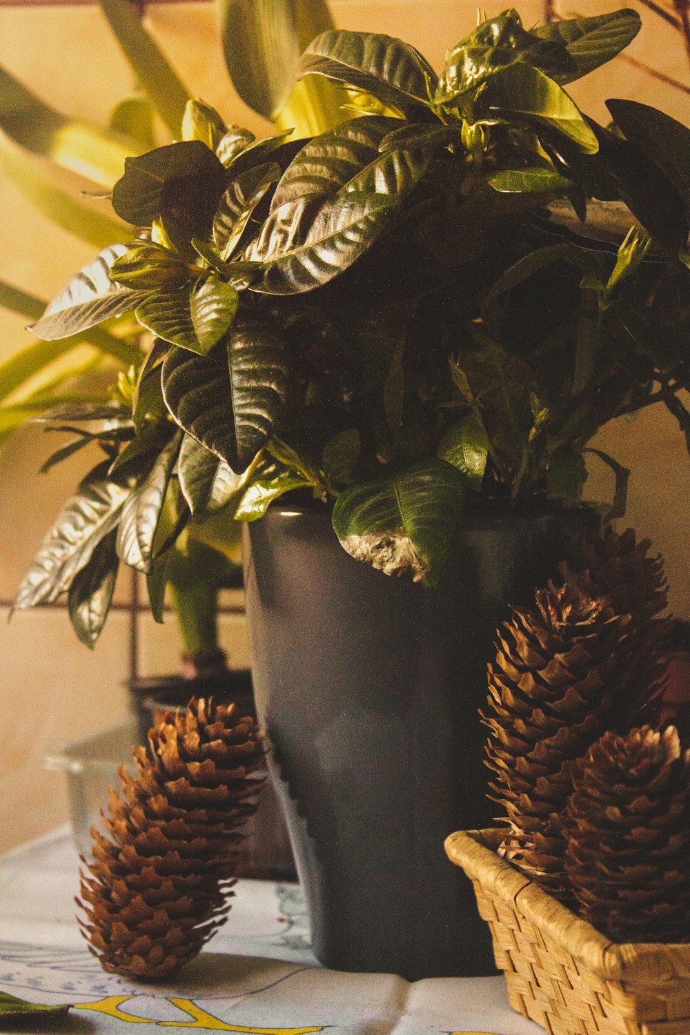 Una planta en maceta sentada encima de una mesa