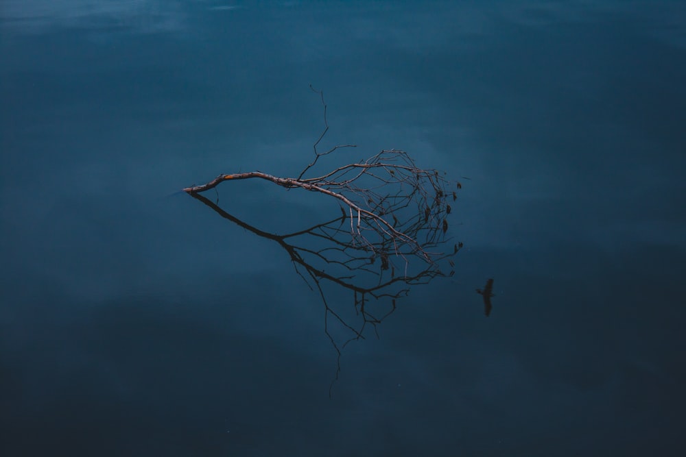 a tree branch floating in a body of water