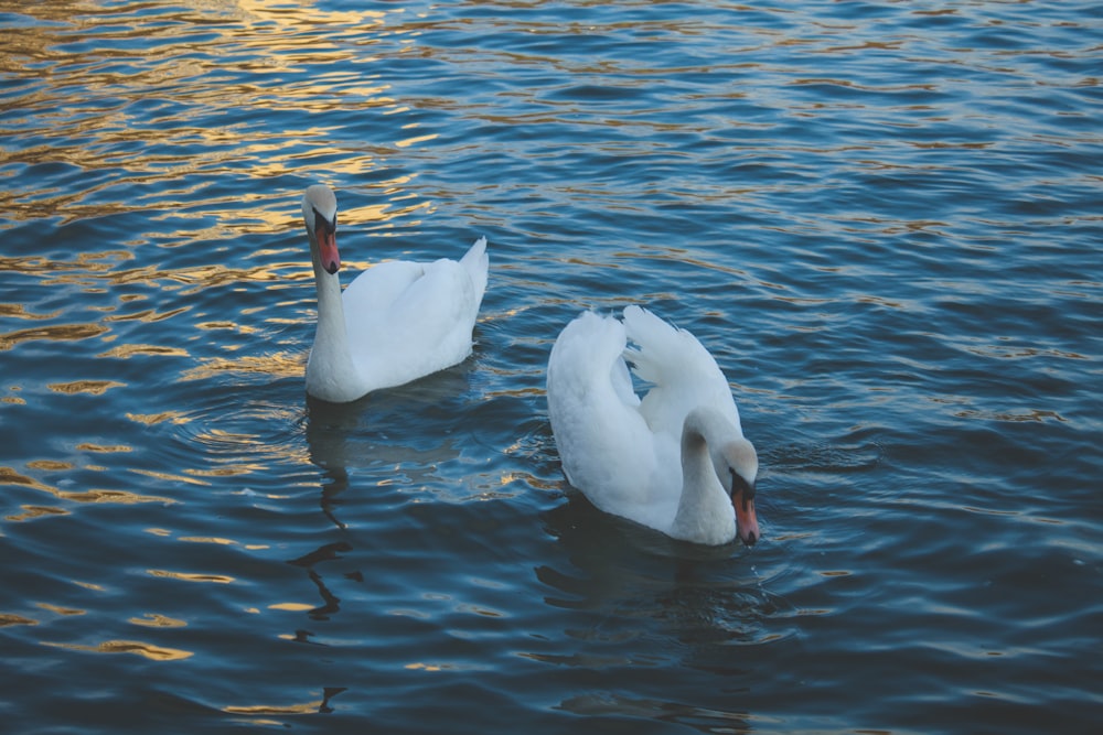 two white swans swimming in a lake at sunset