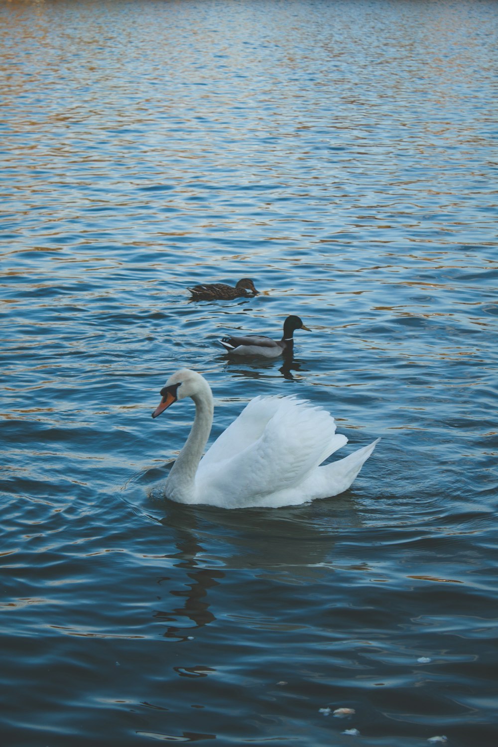 a swan is swimming in the water with other ducks