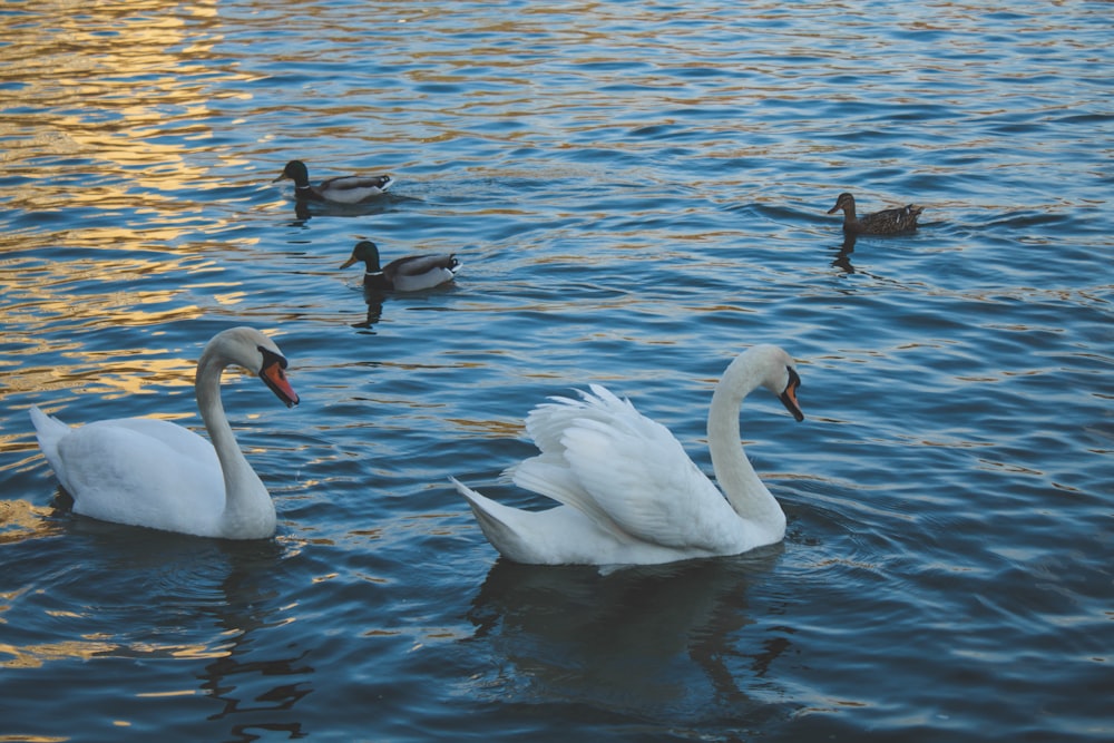 a group of swans swimming on top of a lake