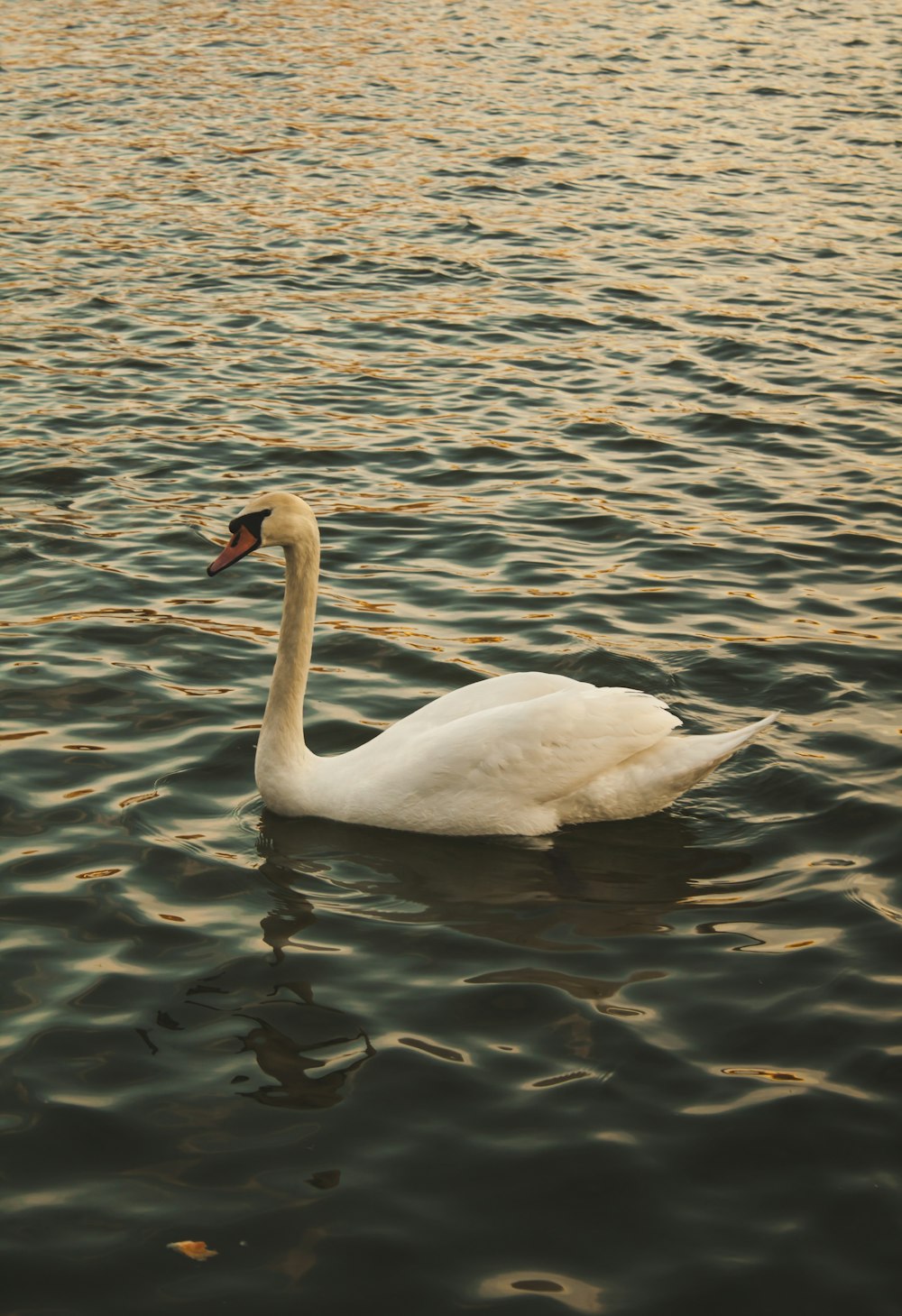 a white swan floating on top of a body of water