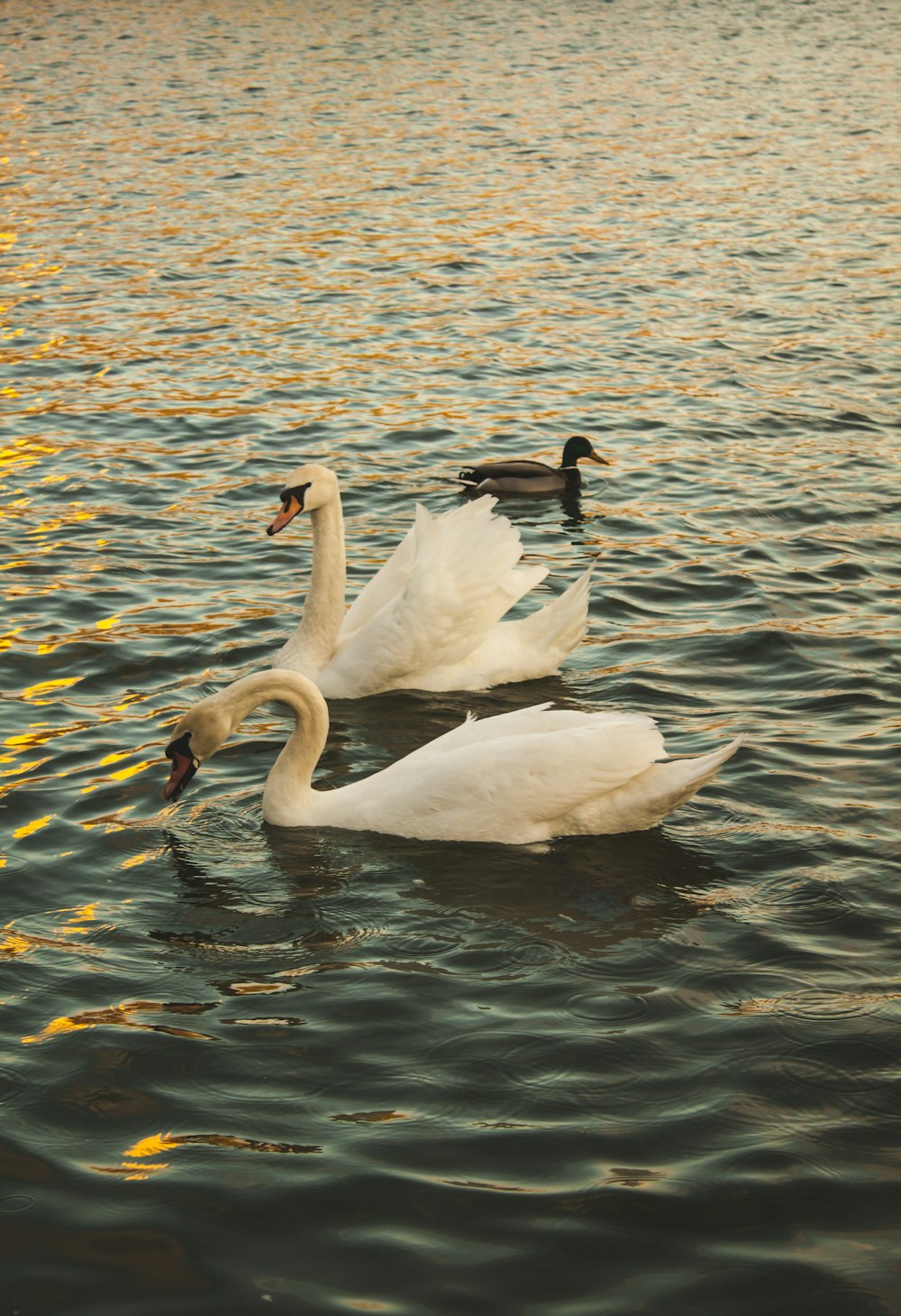 a couple of swans swimming on top of a lake