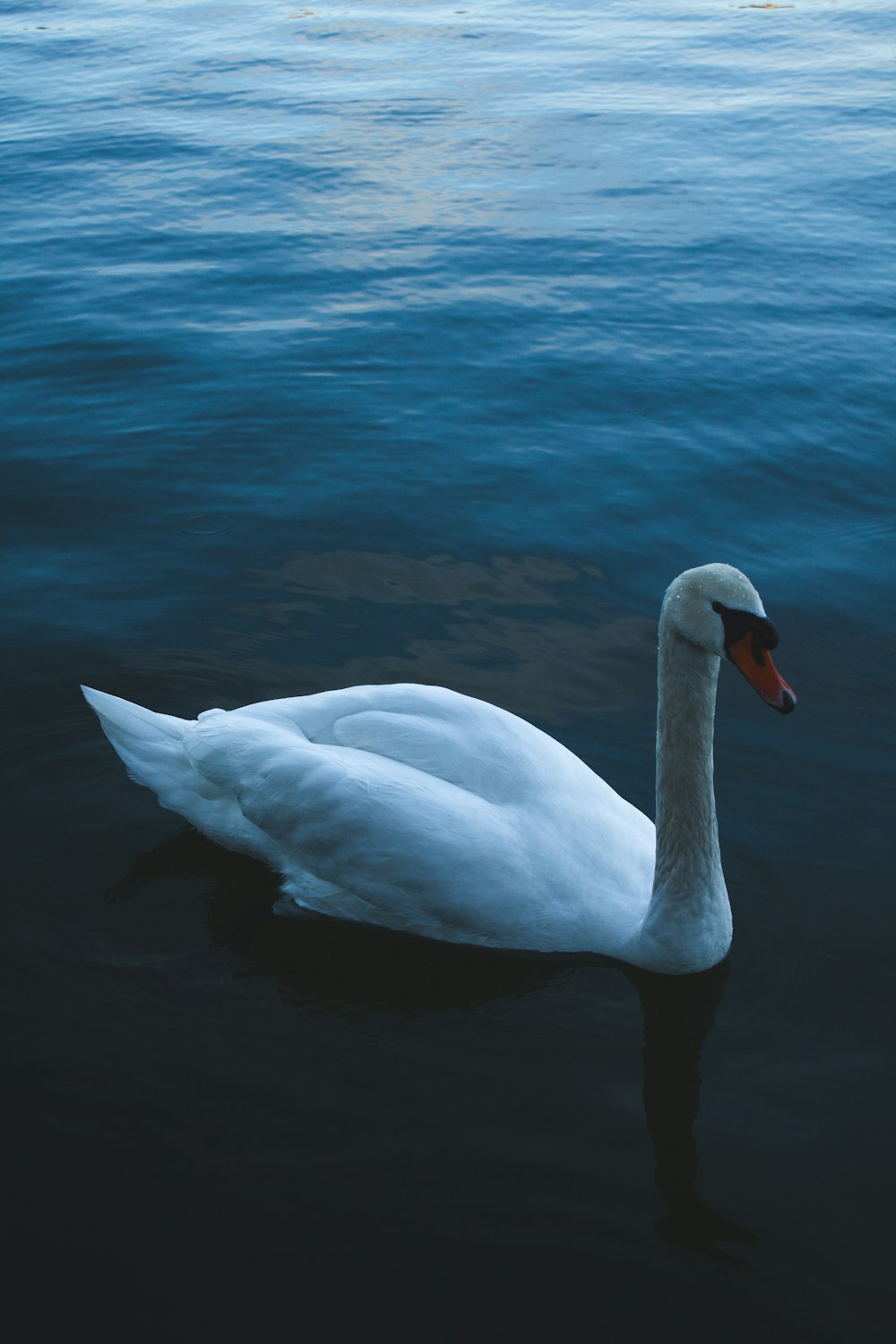 a white swan floating on top of a body of water