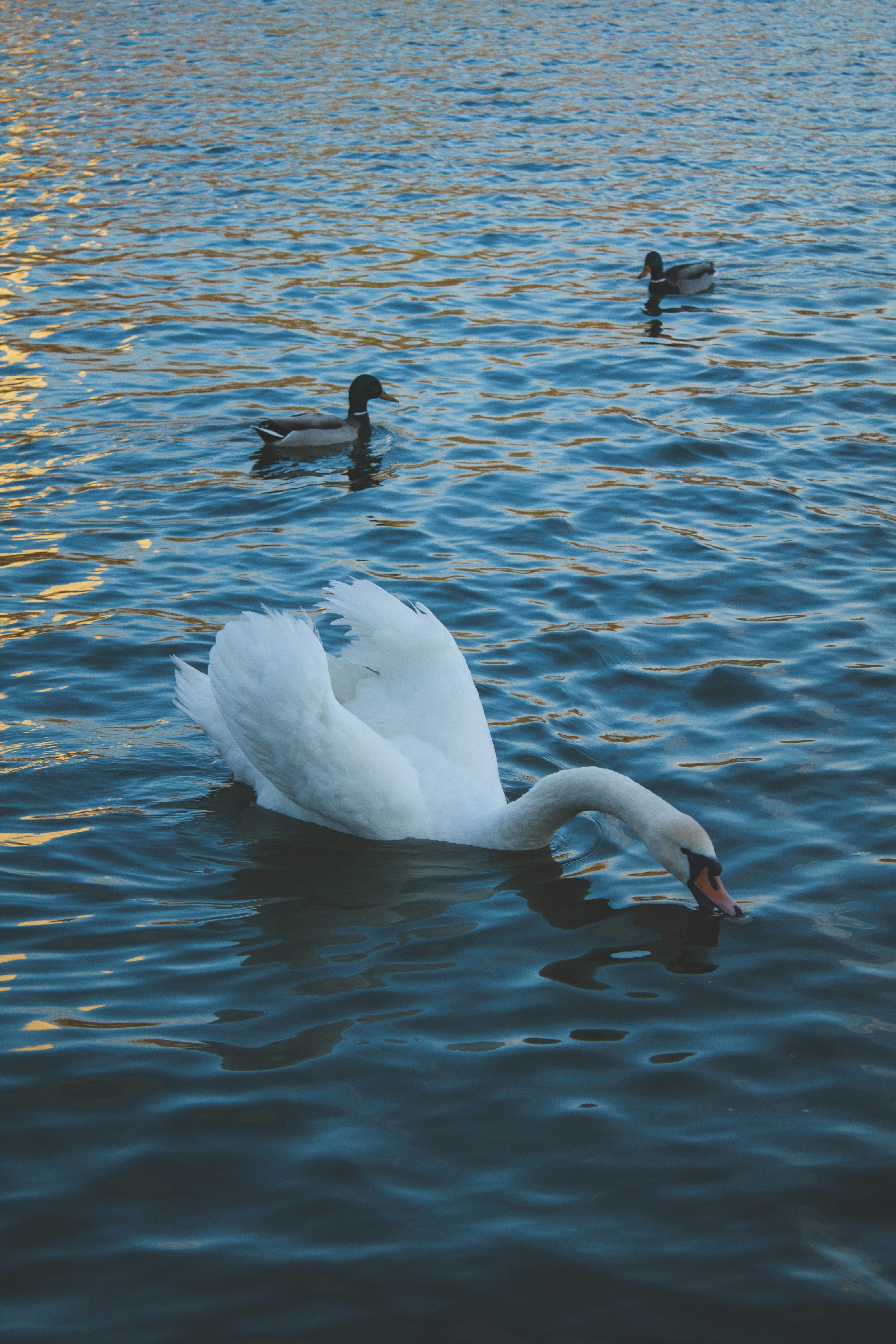 Photo by lorena_preda