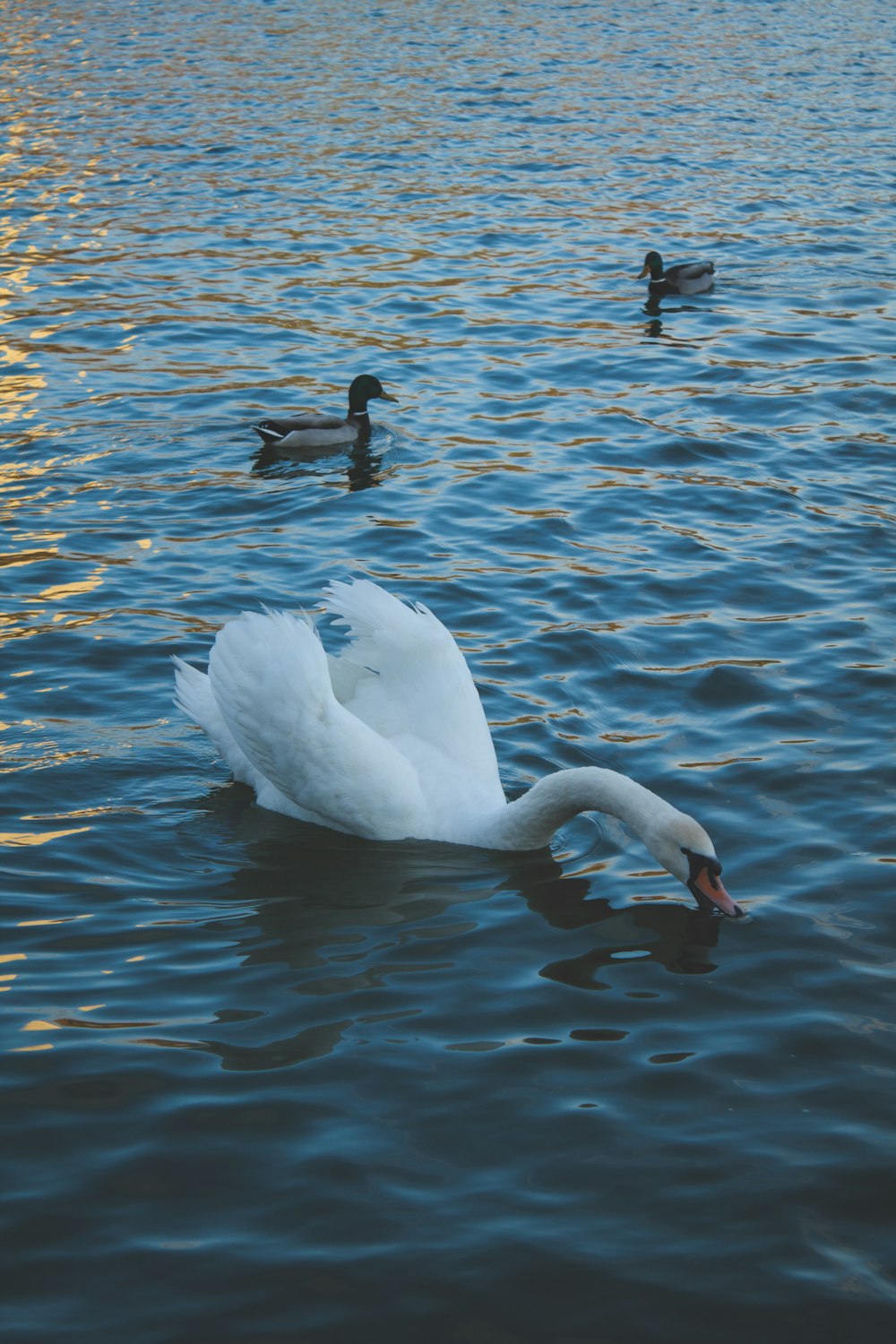 a swan is swimming in the water with other ducks