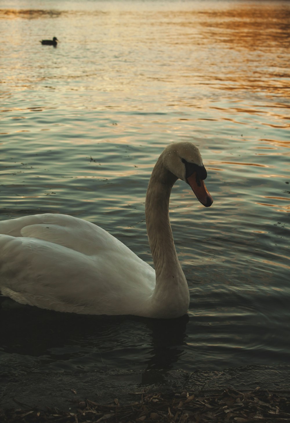 a white swan floating on top of a body of water