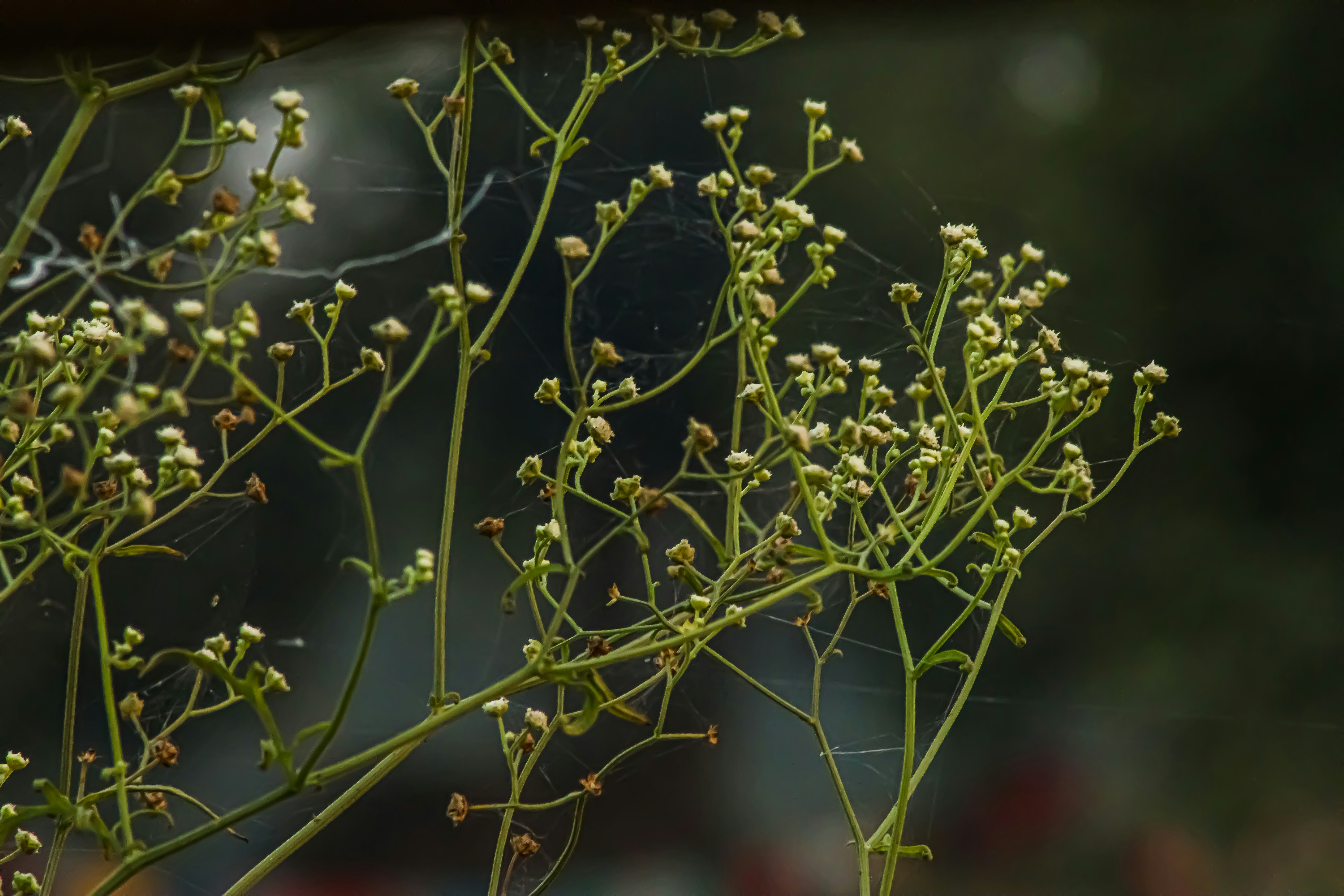 Photo by swastikarora