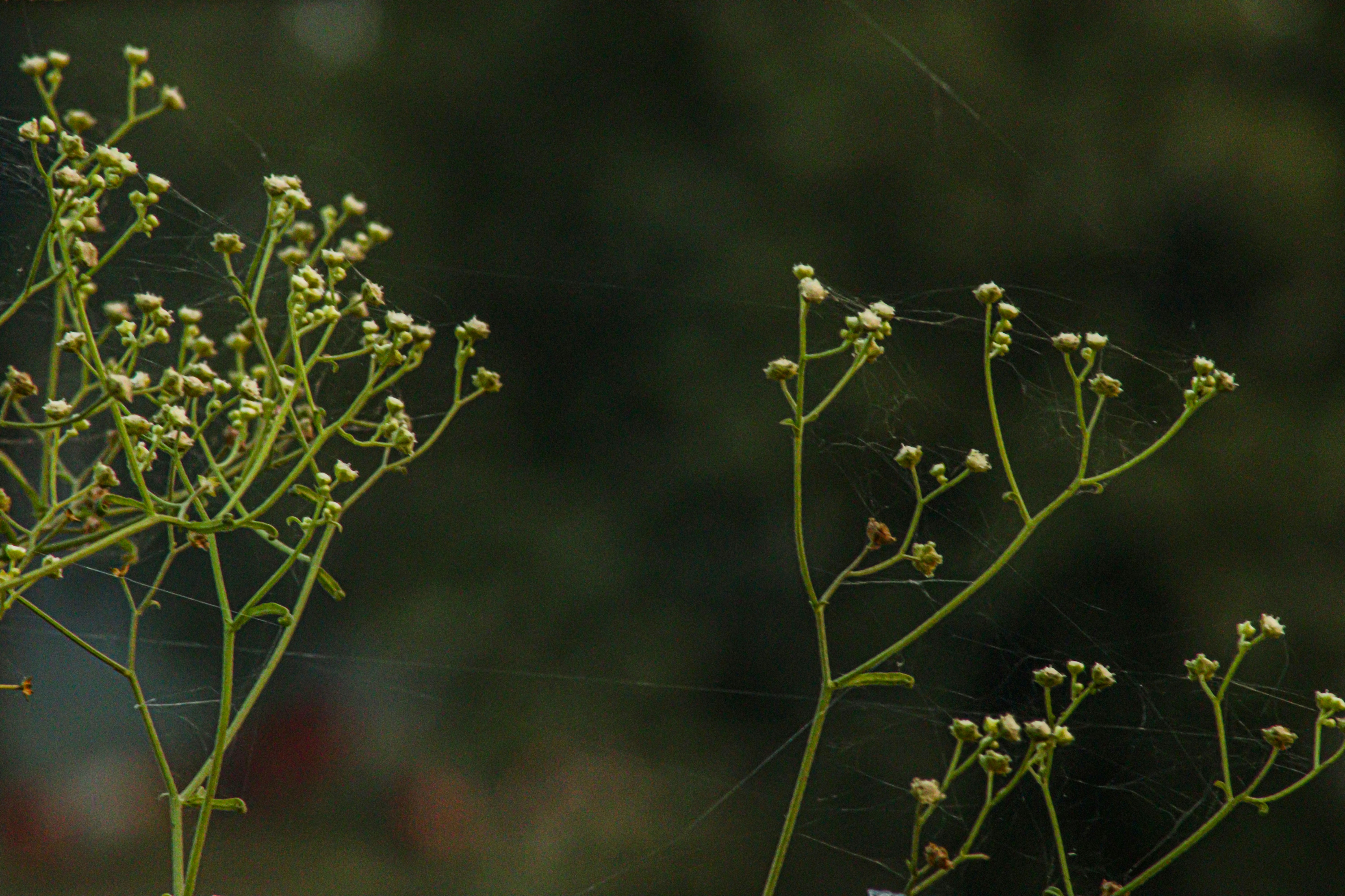 Photo by swastikarora