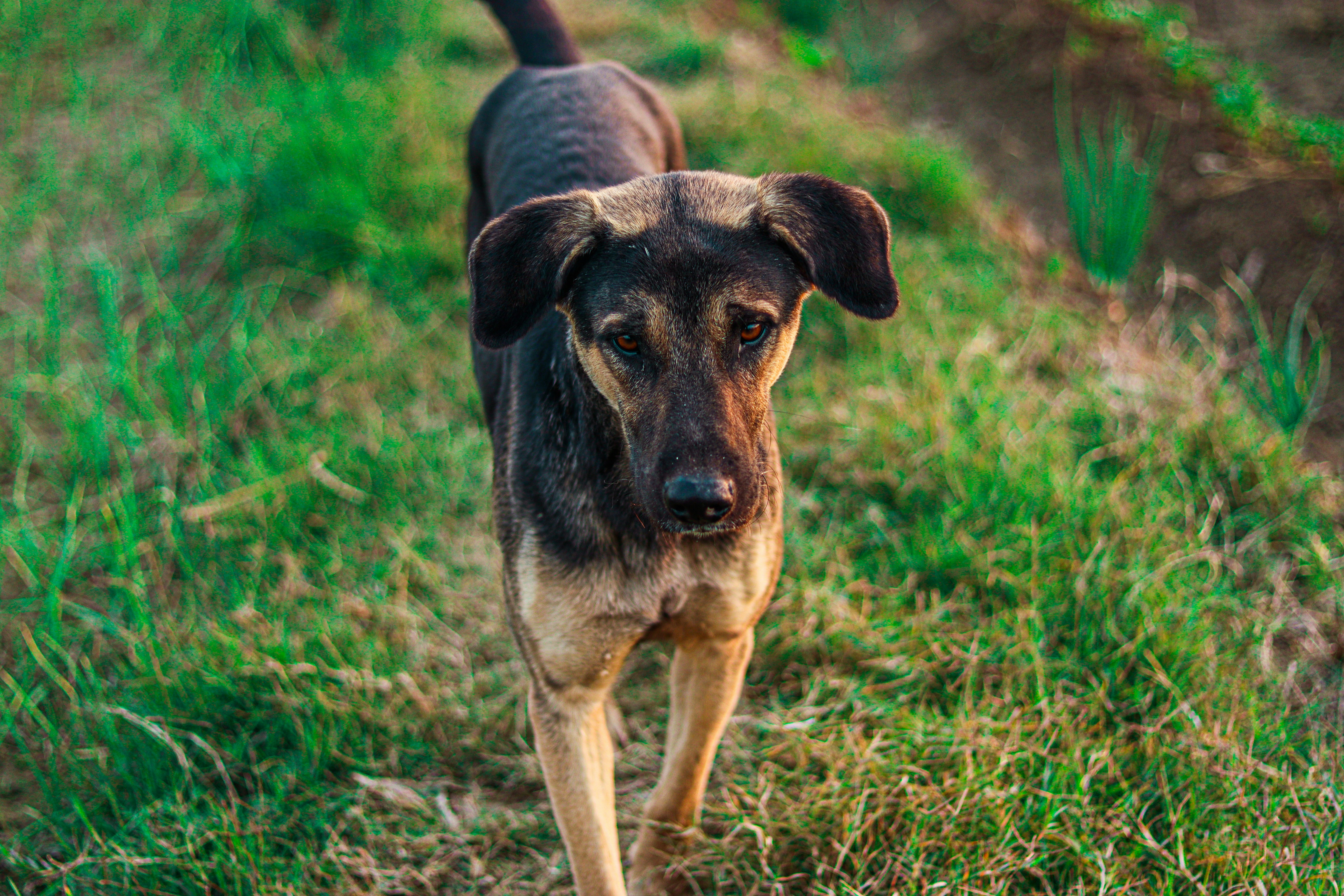 Photo by swastikarora