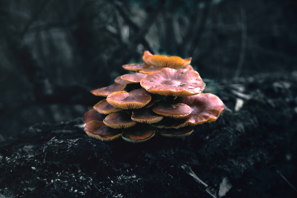 a cluster of mushrooms sitting on top of a rock