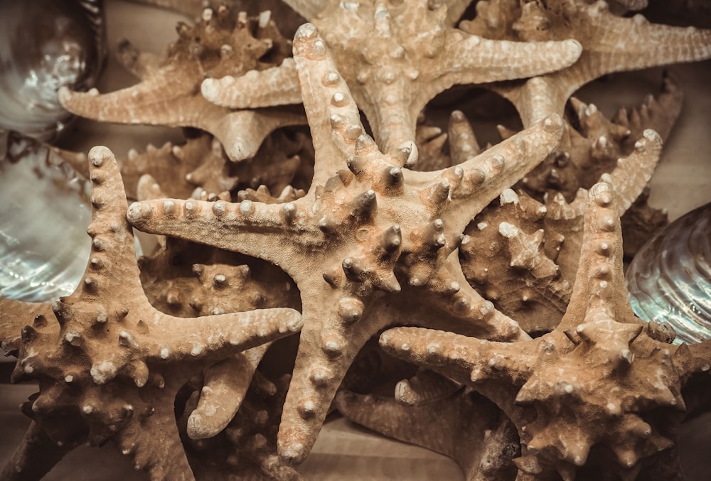 a close up of a starfish on a table