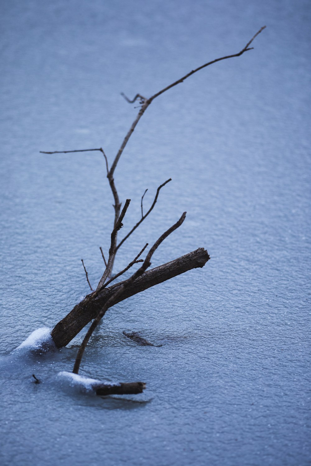 a branch that is sticking out of the snow