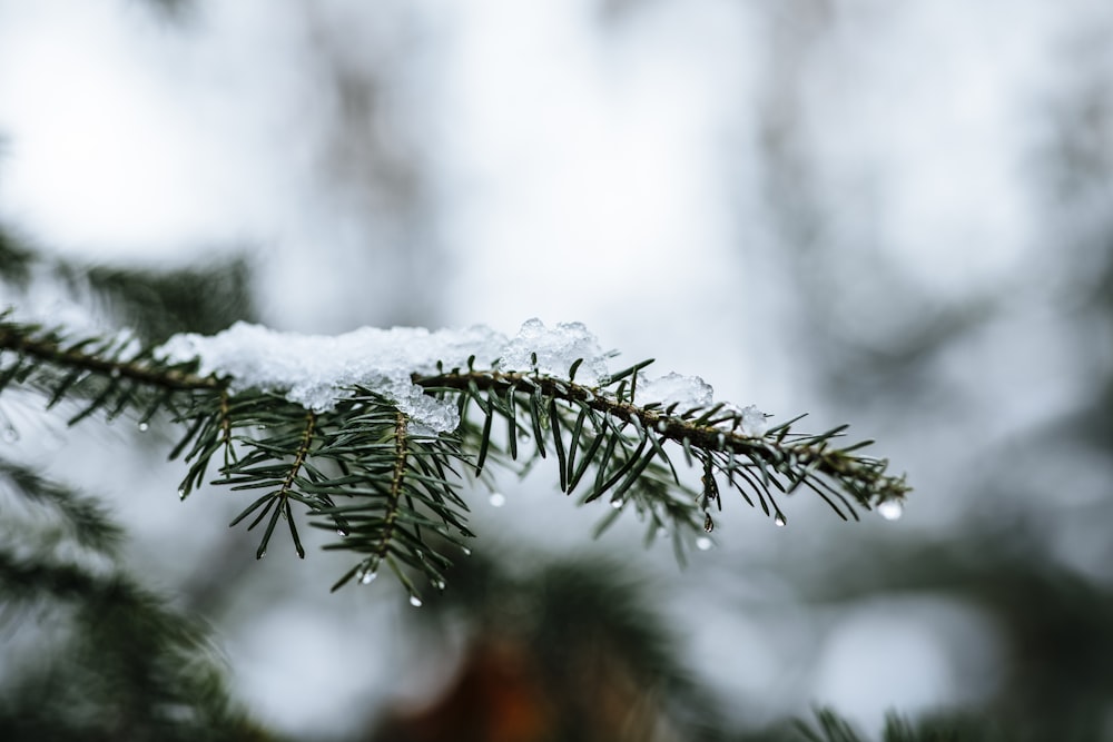 Un primer plano de un pino con nieve