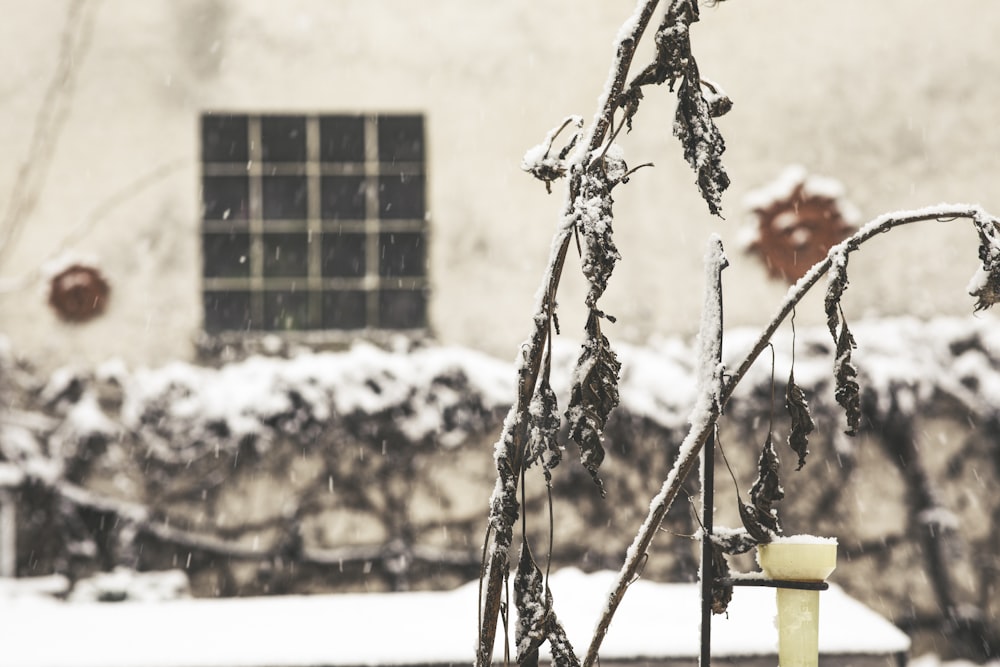 a snow covered tree branch next to a building