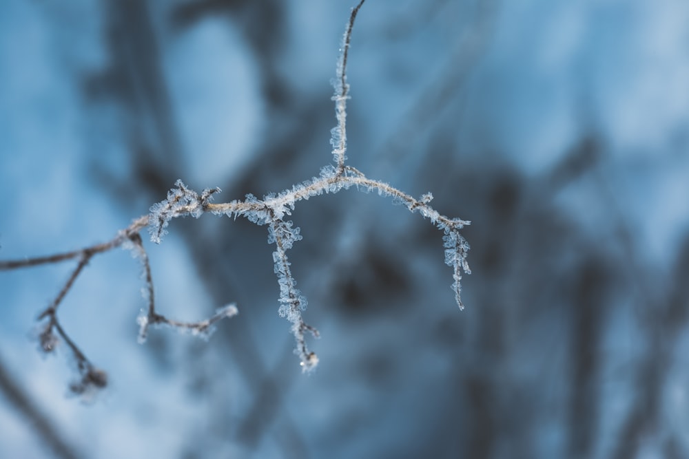 a close up of a branch with ice on it