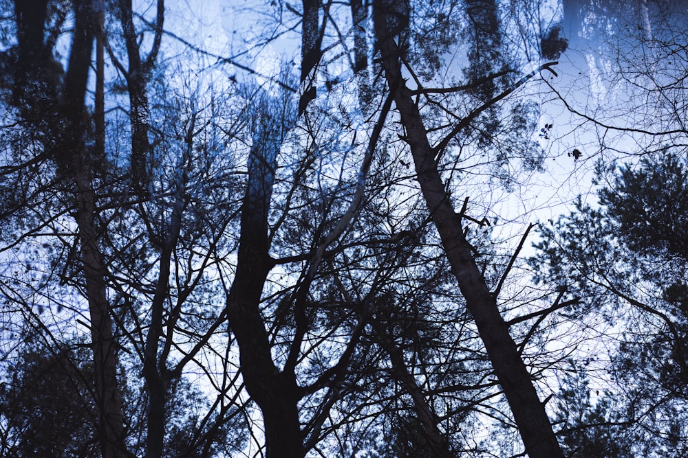 a forest filled with lots of tall trees