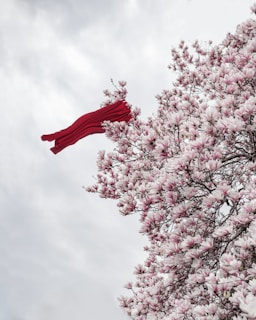 a red scarf hanging from a tree with pink flowers