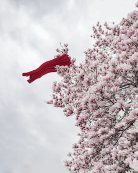 a red scarf hanging from a tree with pink flowers