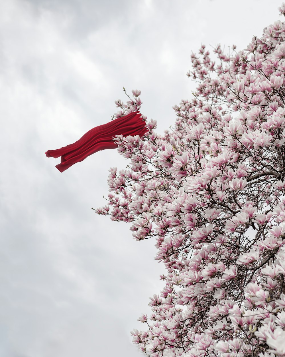 a red scarf hanging from a tree with pink flowers