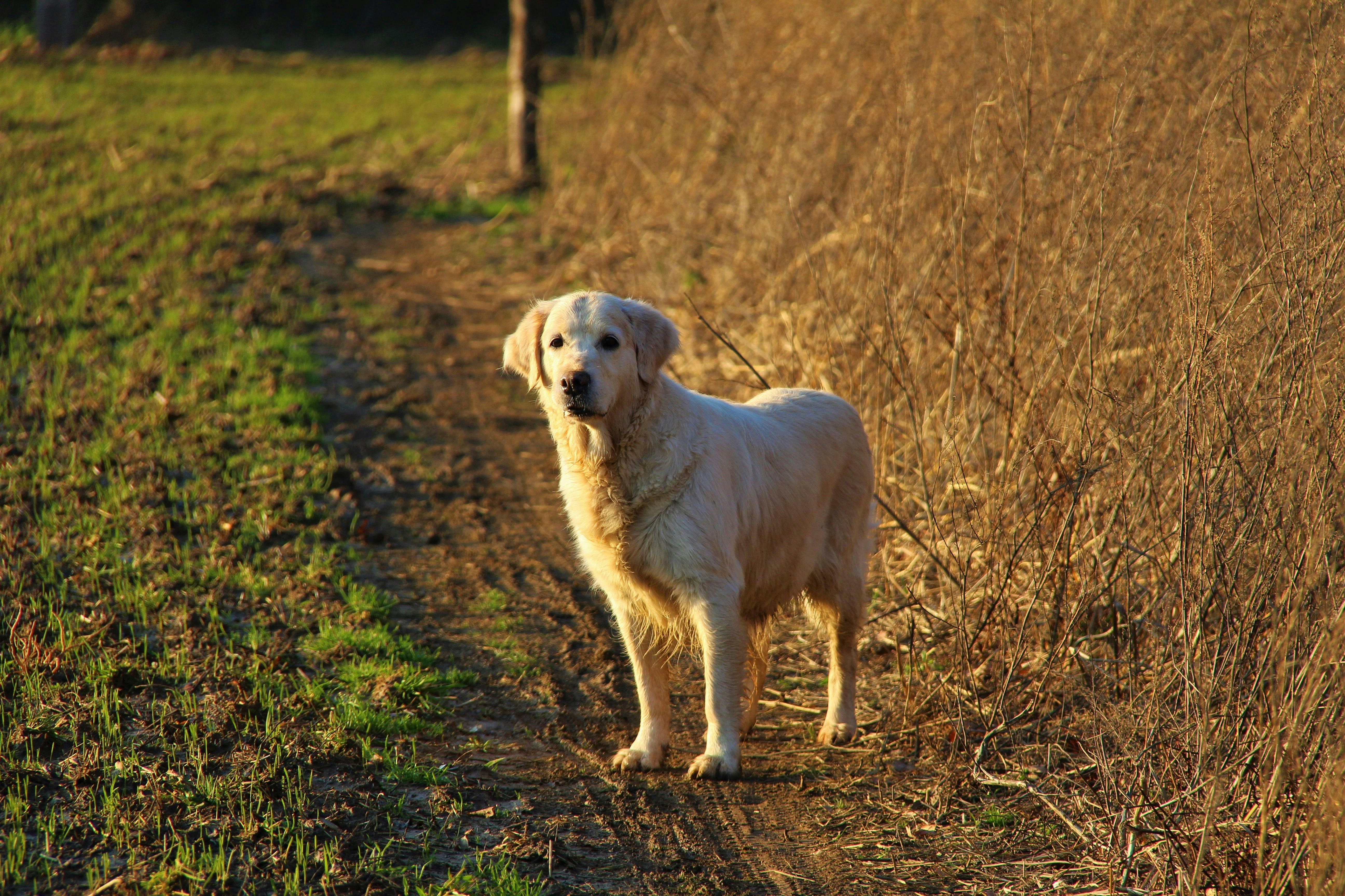 Labrador Retriever playing with family