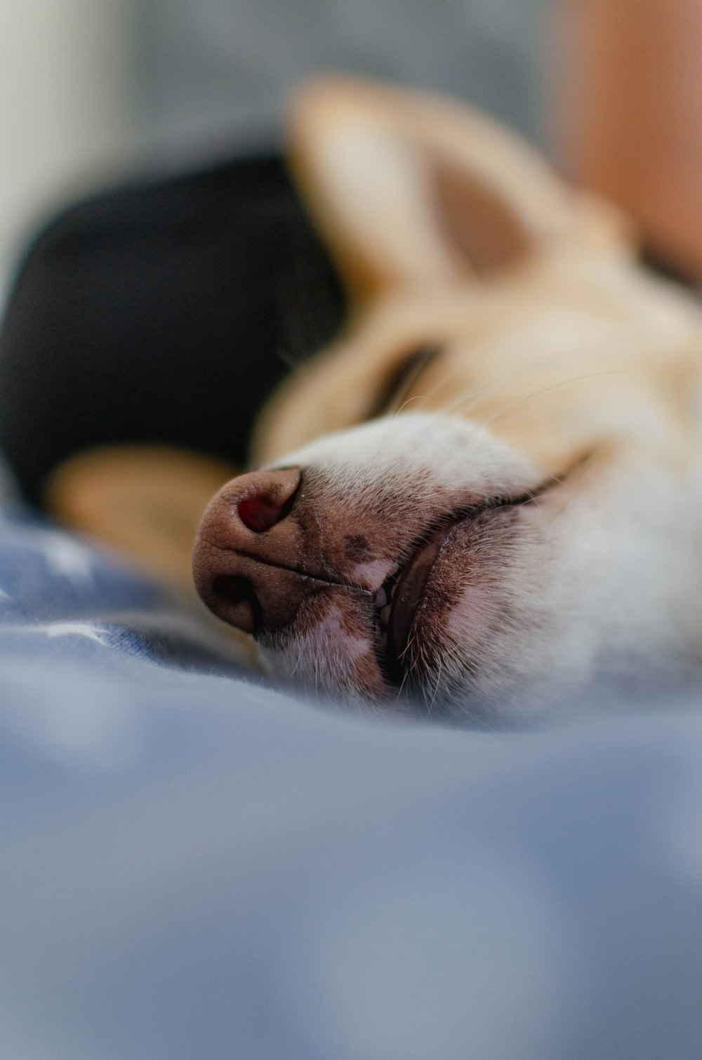 a close up of a dog