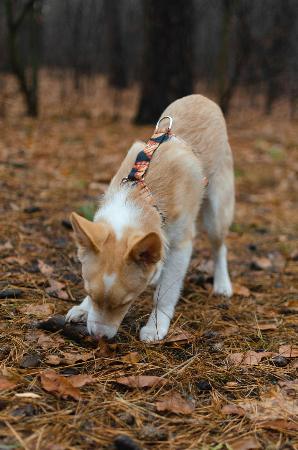 a dog standing on grass