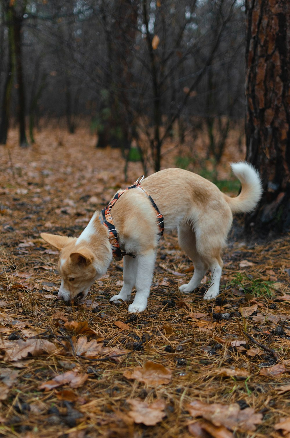 a dog playing with a frisbee in its mouth