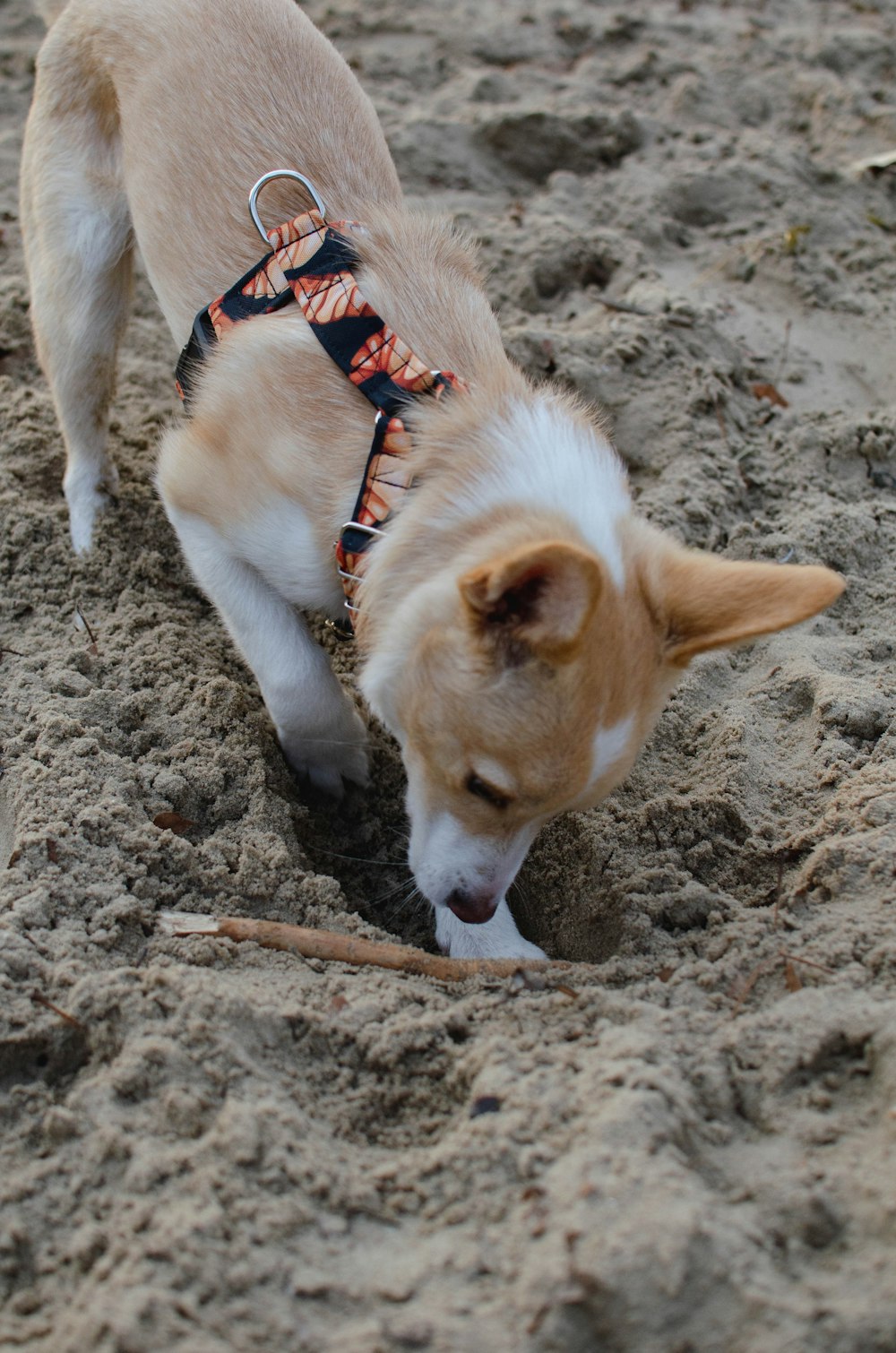 Un perro parado en la cima de una playa de arena