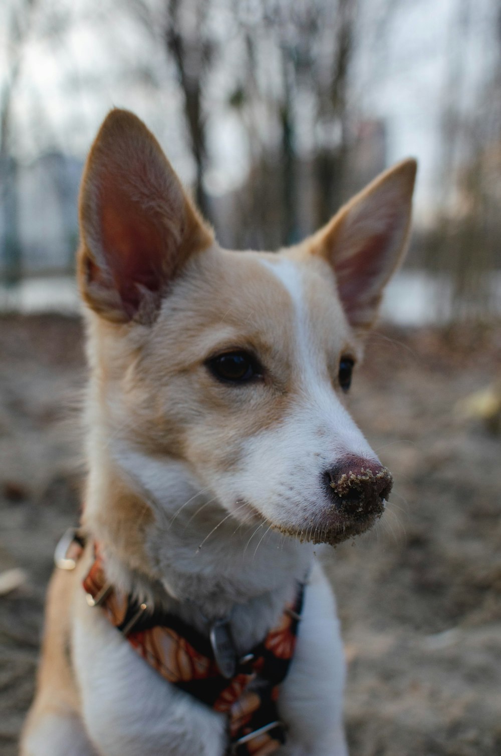 a close up of a dog