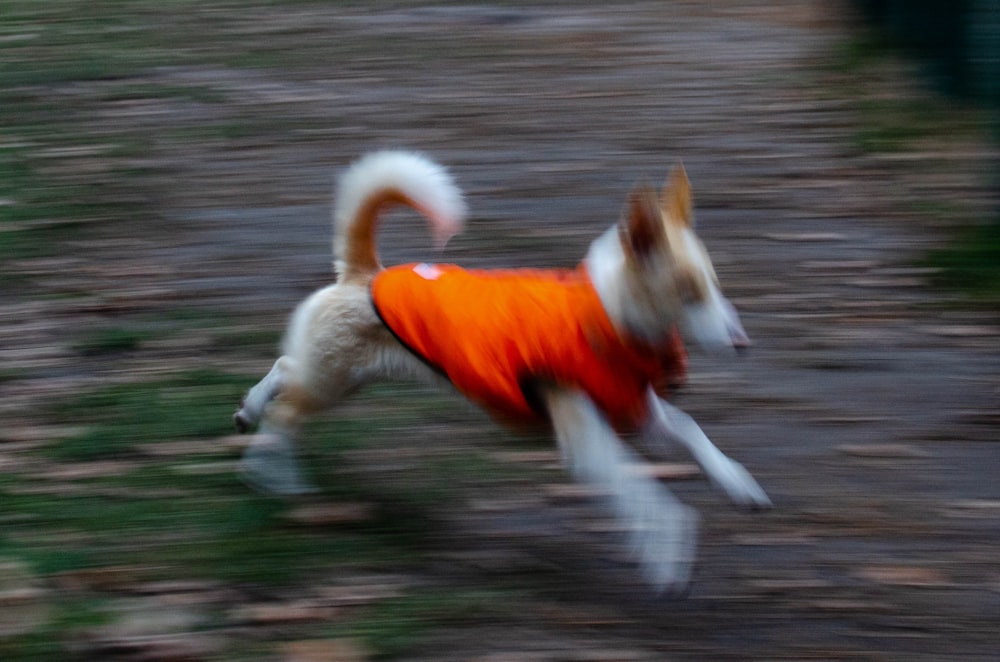 Ein verschwommenes Bild eines Hundes, der auf der Straße läuft