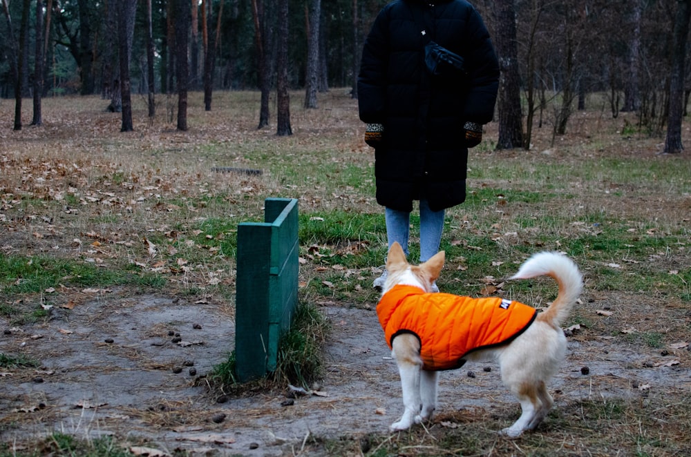 Ein Hund, der im Gras steht