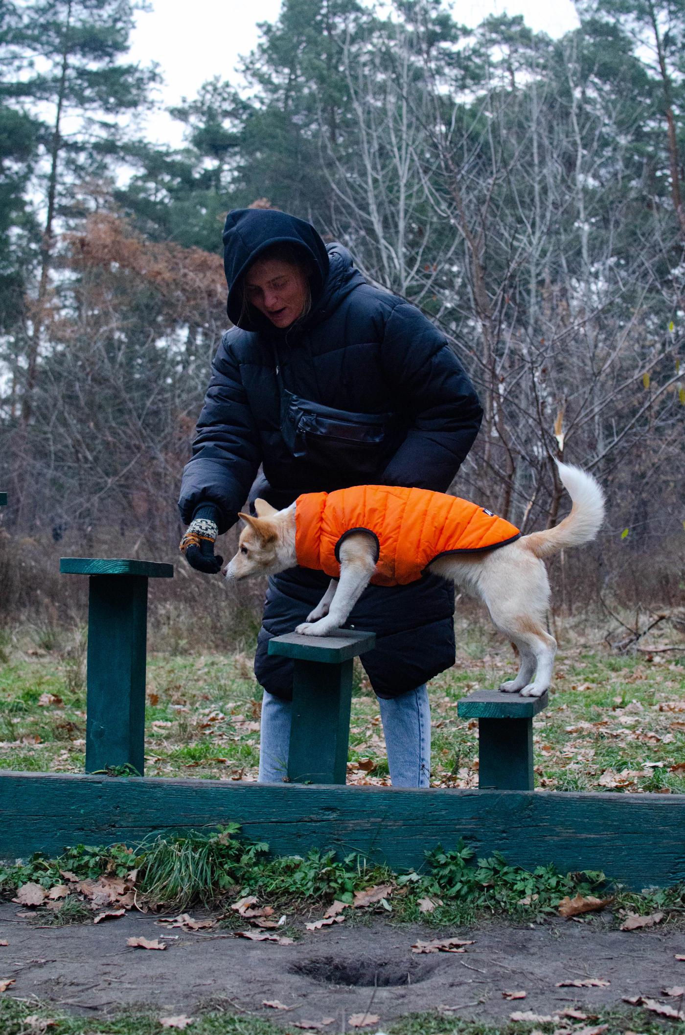A handler steadying a dog in an orange working vest as it moves across a low balance obstacle on an outdoor training course