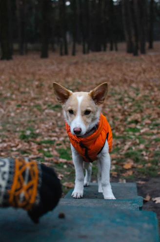 perro con un chaleco naranja en el bosque