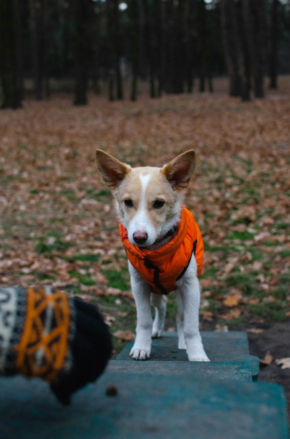 Ein kleiner Hund in orangefarbener Weste steht neben einem Skateboard