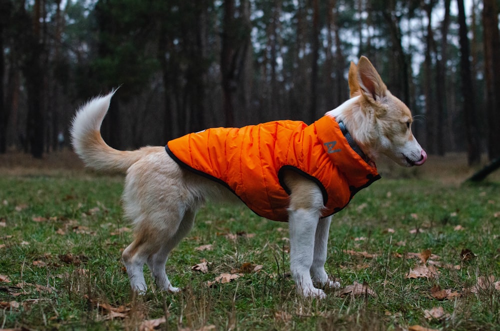 Ein Hund mit orangefarbener Weste steht im Gras