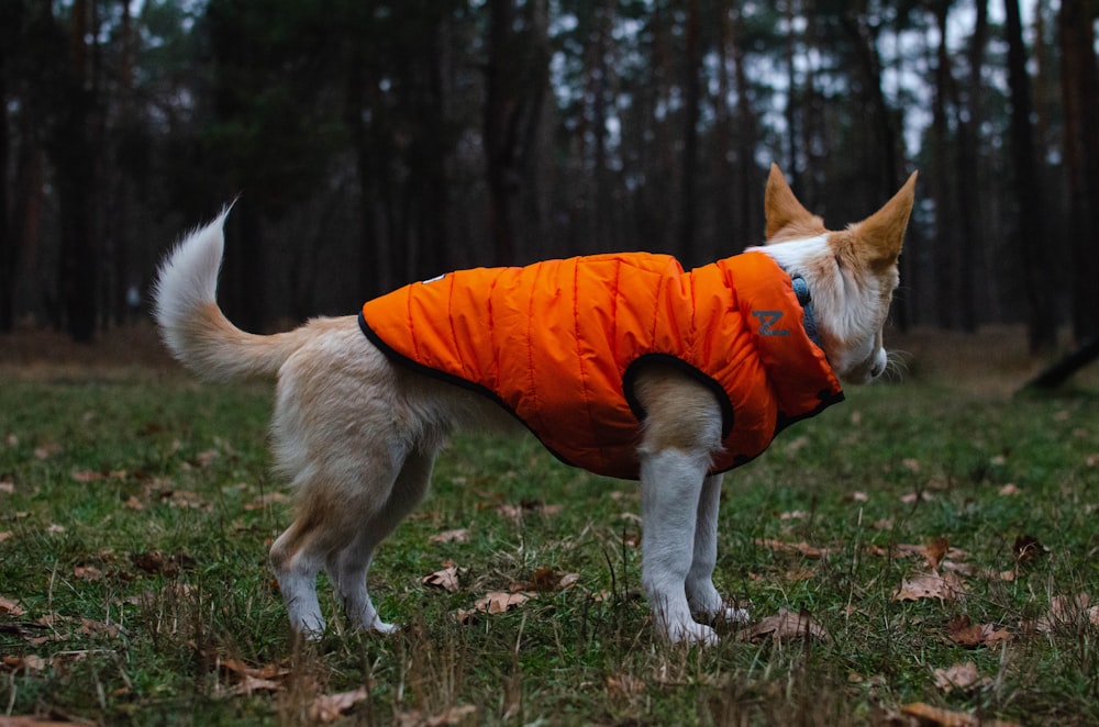 a dog in an orange jacket standing in the grass