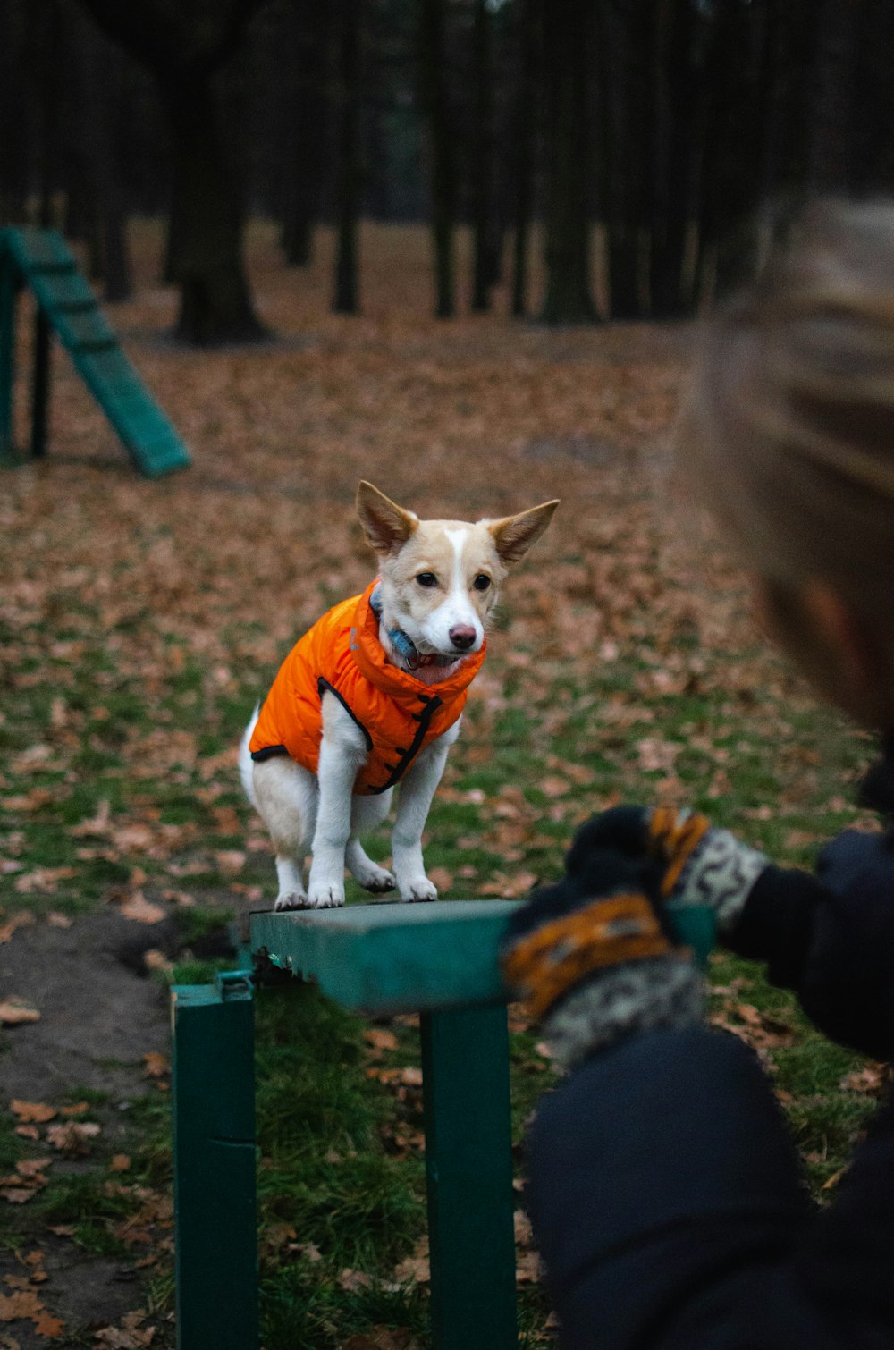 a small dog wearing an orange vest sitting on a green bench