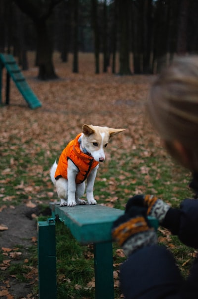 A small dog in an orange training vest sitting on a green bench during obedience work