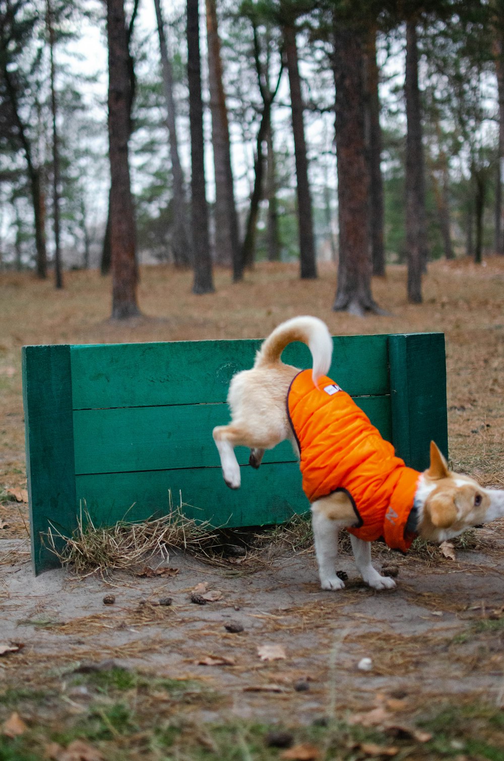 Ein kleiner Hund in einem orangefarbenen Hemd spielt mit einem anderen Hund