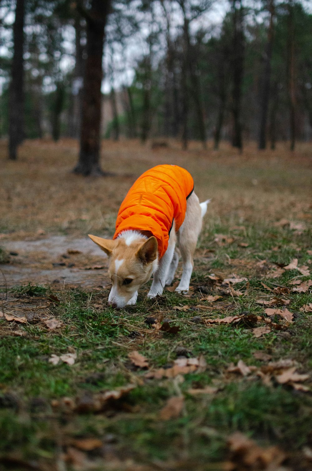 a small dog wearing an orange jacket in the woods