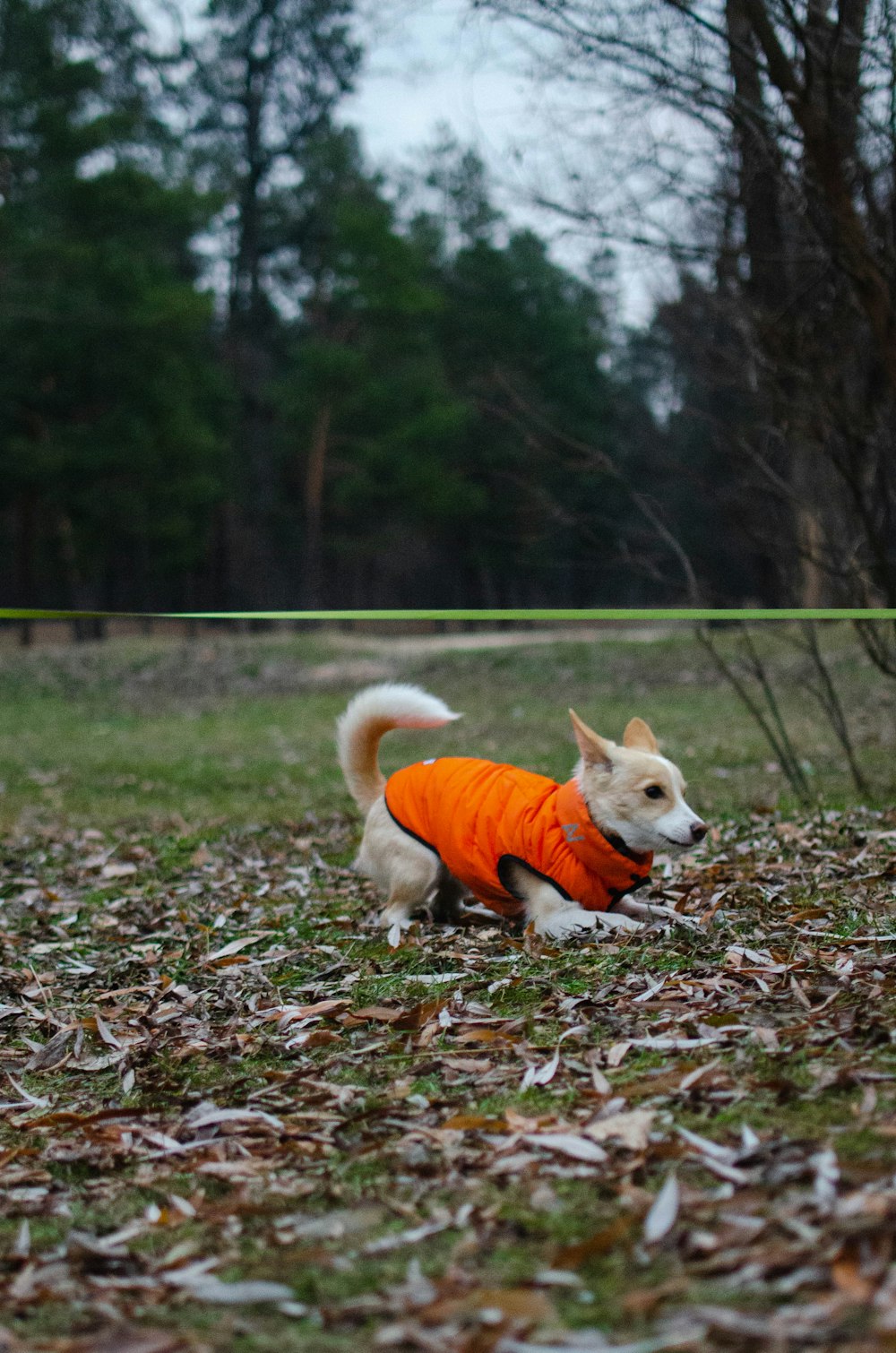 a dog wearing an orange vest in a field