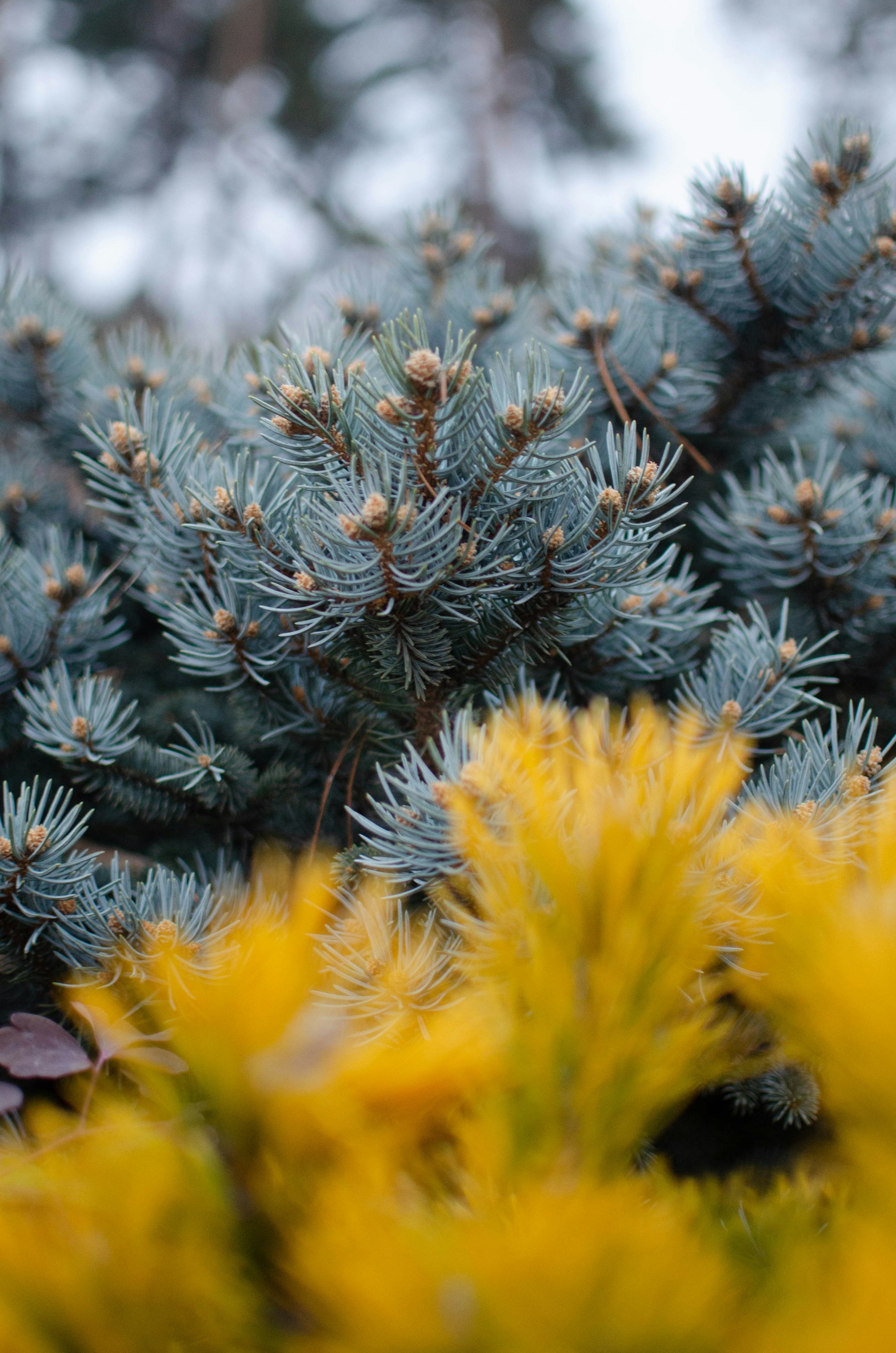 a close up of a pine tree with yellow flowers