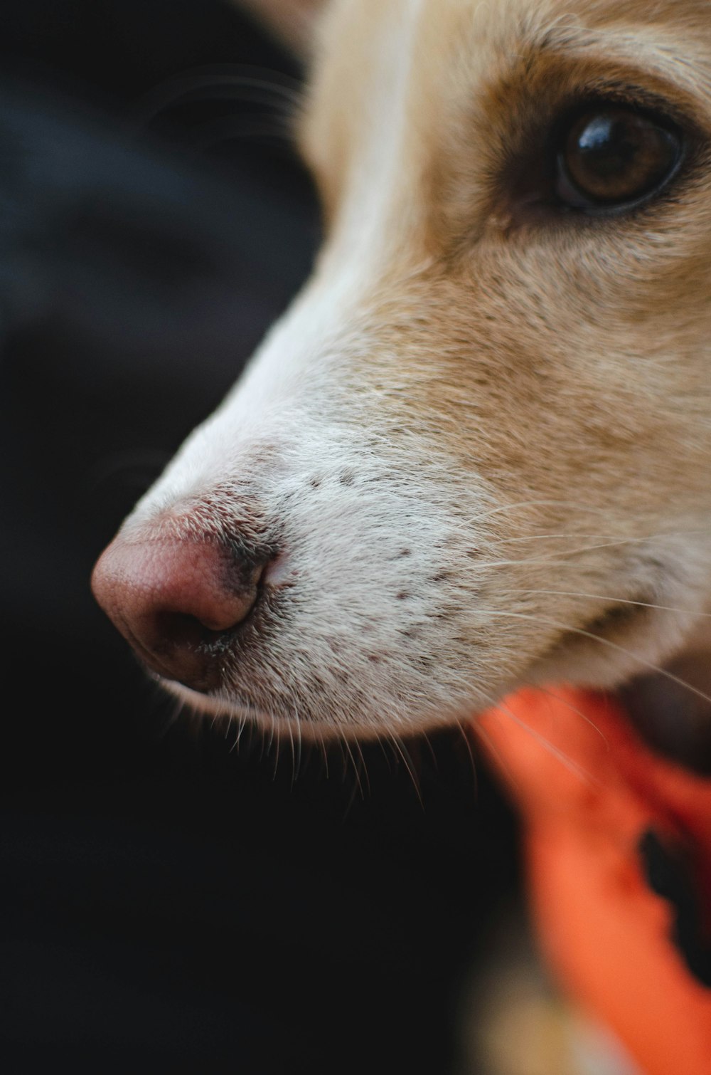 a close up of a dog with a collar