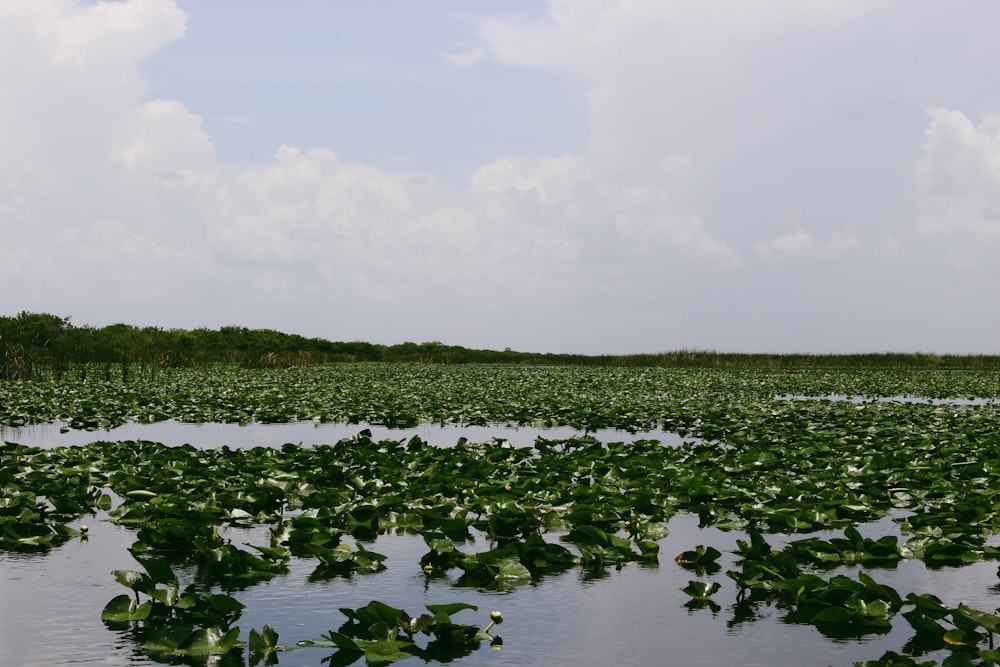 Un gran cuerpo de agua lleno de muchas plantas verdes