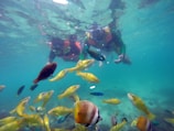 Two snorkelers are surrounded by a variety of colorful fish in clear blue-green water. They are wearing snorkeling gear, including masks and snorkels, along with life vests. The fish are of different types and colors, including yellow, red, and striped varieties, swimming closely around the snorkelers.