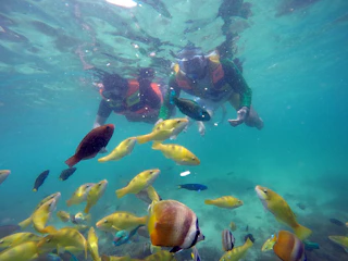 A group of travelers snorkeling in clear blue waters surrounded by colorful fish.