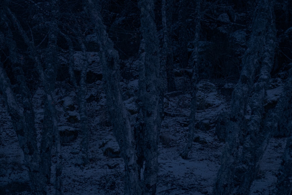 Una foresta oscura piena di molti alberi